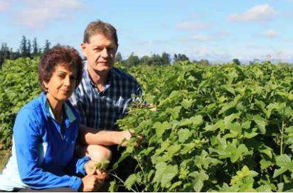 ViBERi: Organic Blackcurrant Success