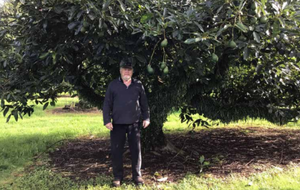 Avo Haven - Case Study