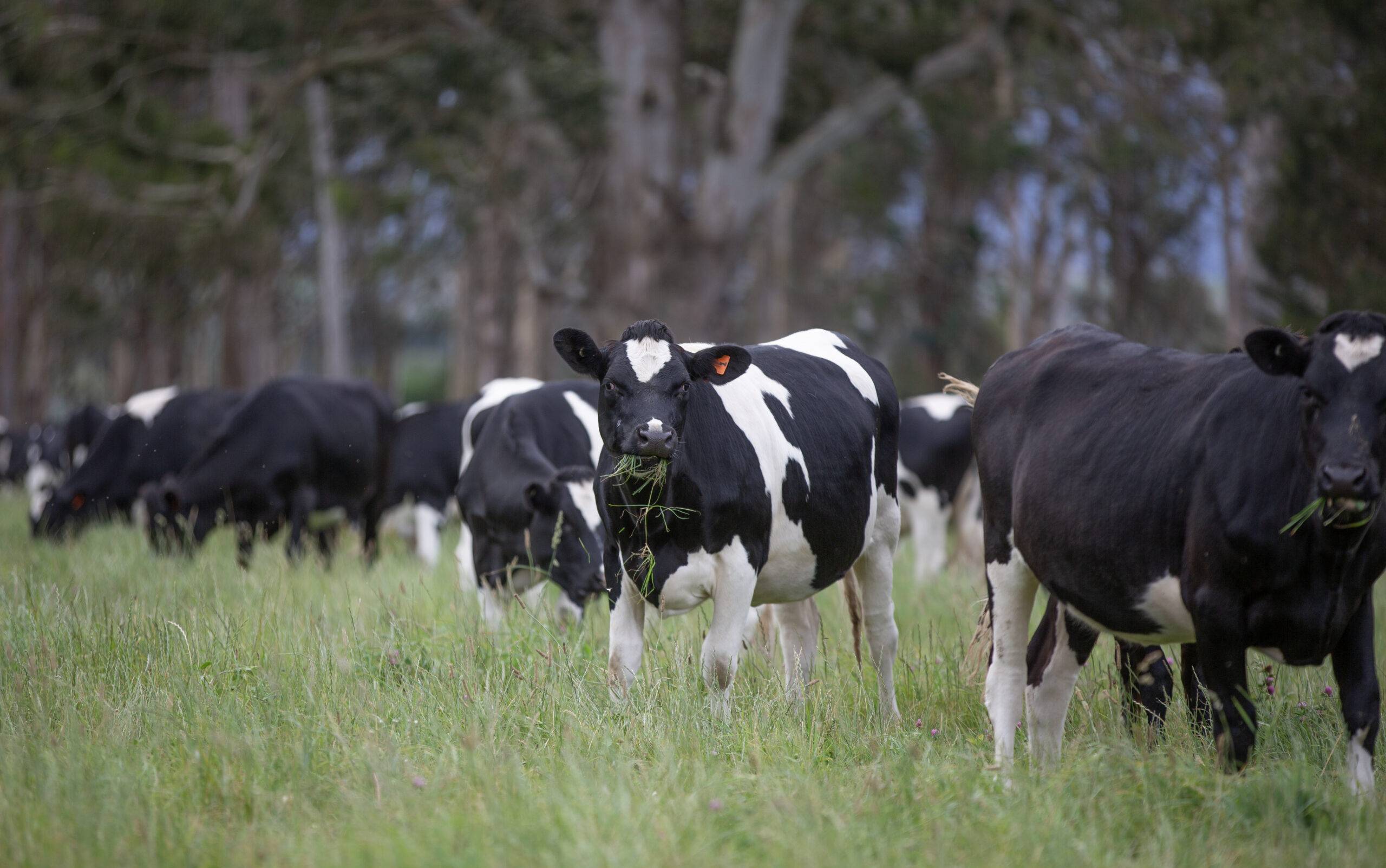 Animal Health Tonic for Breeding Success