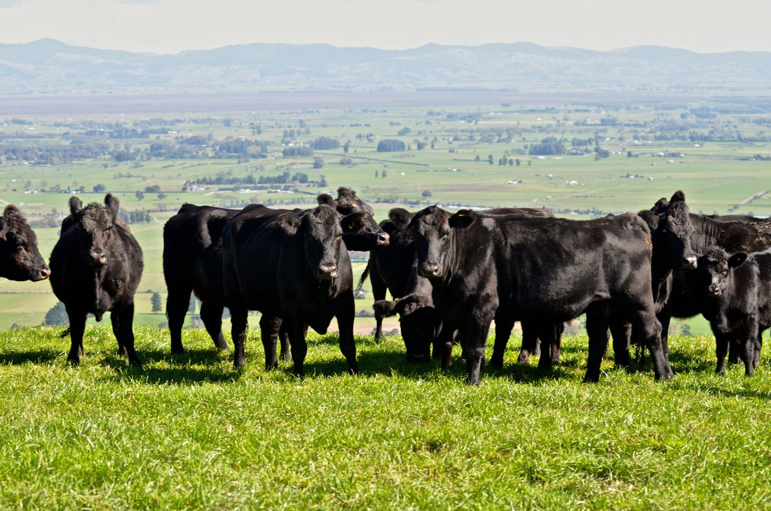 Lincoln University Livestock Diet Study