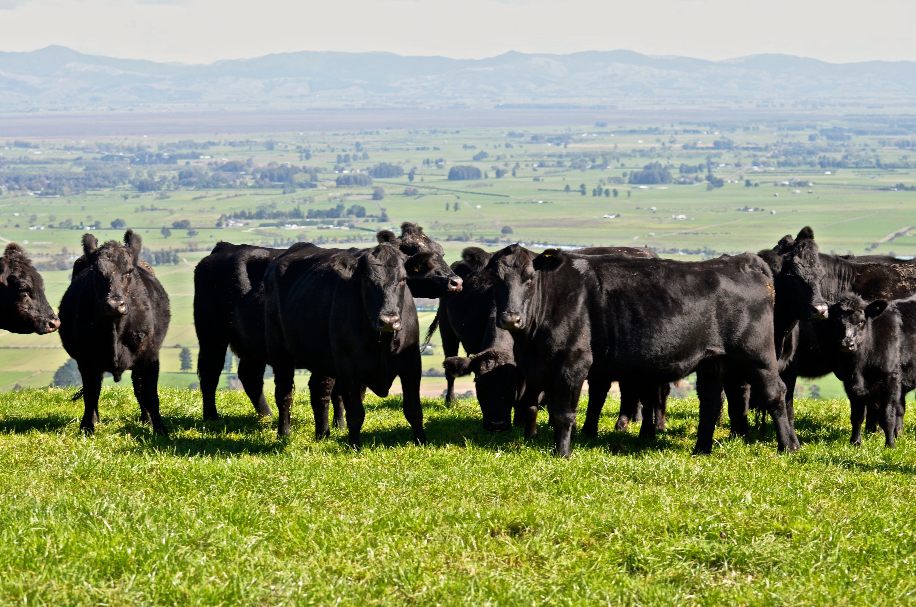 Lincoln University Livestock Diet Study