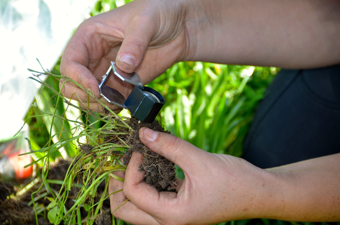 Transforming Soil Legacies