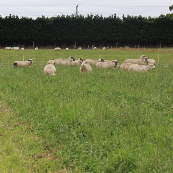 What would an 18.5% increase in lamb weight gain mean for you?