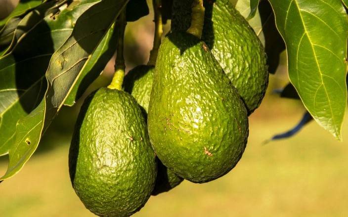 Avocado Orchard – Bigger Fruit, Better Pack Out