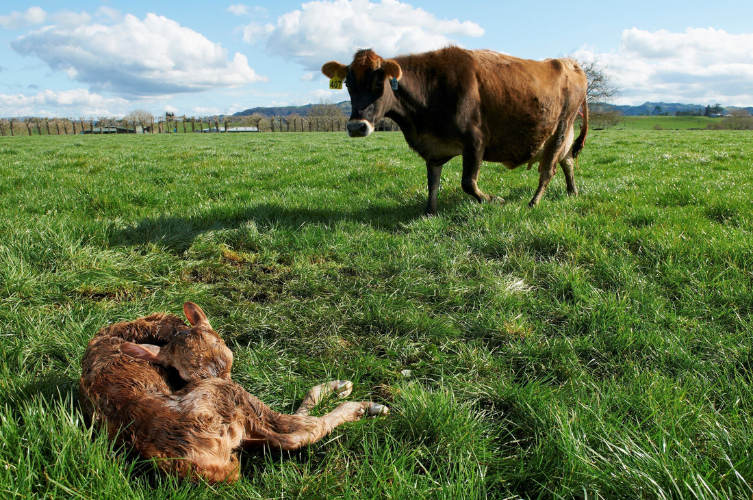 Set your calves, herd and pasture up for a smoother spring