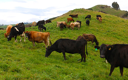 Rudman Farm: Dry Stock Pasture Resilience