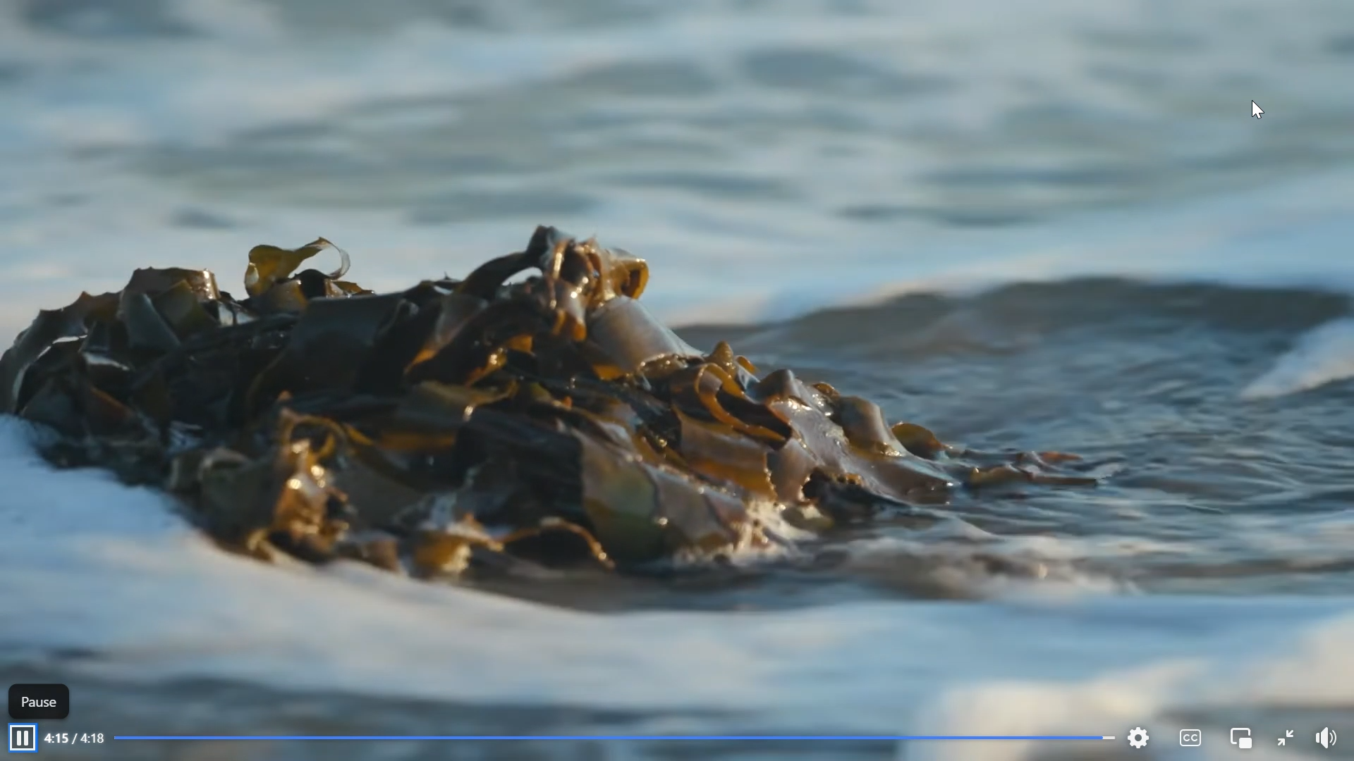 Seaweed Biostimulants – From Niche to Necessary