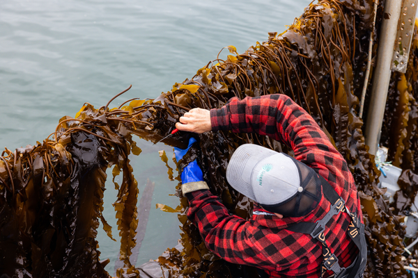 Sea to Soil Resilience Network