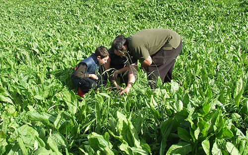 From Stressed Soils to Regenerative Leader – Wilith Farm Case Study