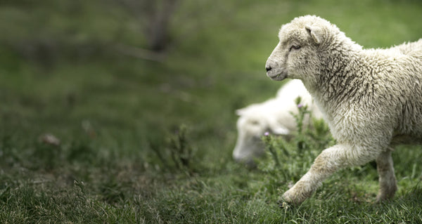 18.5% Faster Lamb Growth on AgriSea Treated Pasture