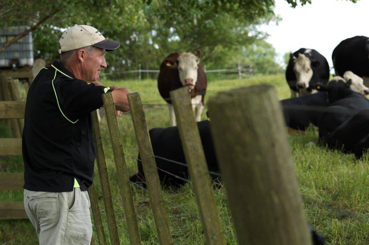 Man interacting with cows behind a wooden fence in a grassy field.