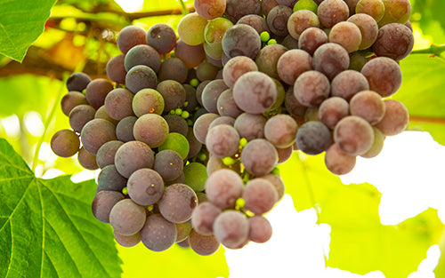 Bigger Bunches, Healthier Vines - Proven in the Field