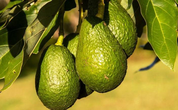 Byles & Carroll Avocado Orchard: Bigger Fruit, Better Pack Out with AgriSea-Only Program