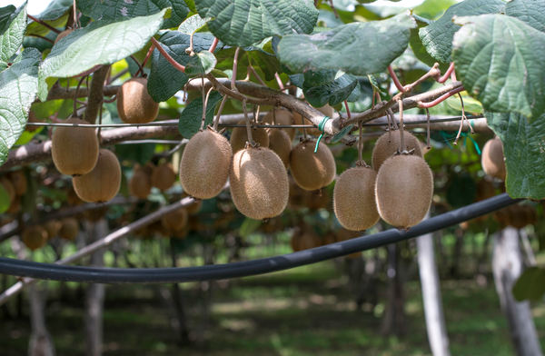 10 Proven Benefits for Kiwifruit Growers — ECO Soils Research
