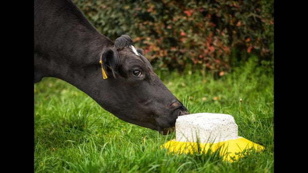 Cows Enjoying AgriSea Seaweed Salt Block - Waikato Farm