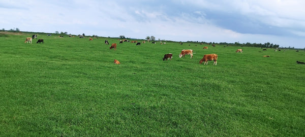 "We've got a drought on and we've got the greenest farm in the district."