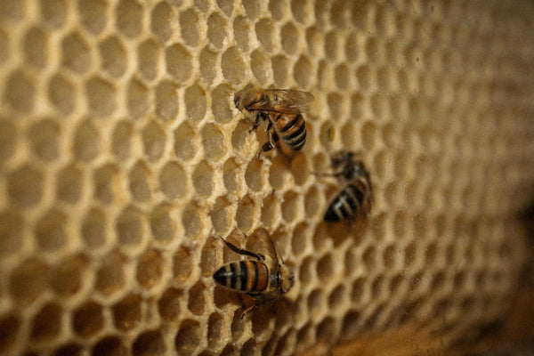 Near Double the Brood: AgriSea Bee Nutrition Trial Results