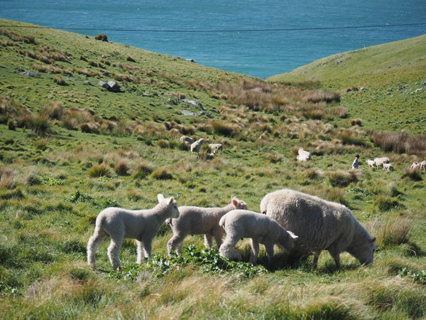 Seaweed Study Shows Lift in Lamb Growth and Farm Returns