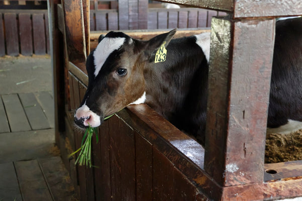 +29% Weight Gain with AgriSea Animal Nutrition – Wintec Research Trial